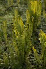 Green leaves of a young fern in the sunset ligh