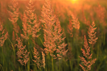Grass at sunset on a summer evening © Валентина Кваскова