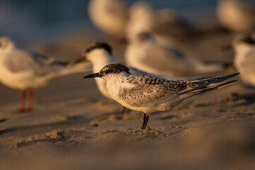 The Sandwich tern (Thalasseus sandvicensis) on a sandy beach at sunset