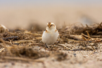 Male of the snow bunting (Plectrophenax nivalis) in winter plumage, a white passerine bird feeding on a beach
