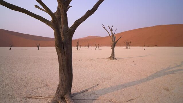 Dolly on dead acacia trees at Deadvlei in the Namib desert in Namibia in Africa.