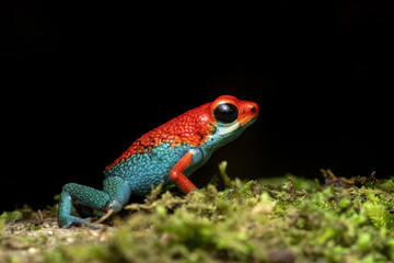 Granular poison frog or granular poison arrow frog (Oophaga granulifera)