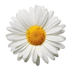 Daisy Flower Isolated on Transparent or White Background, PNG