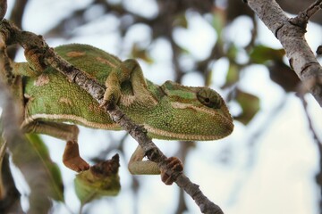Close-up wildlife photography shot of a green Mediterranean chameleon walking on the branch of a tree
