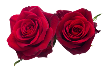 two   dark  red roses