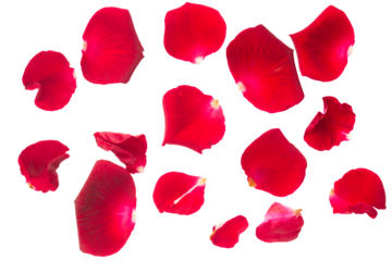 red rose petals