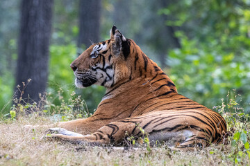 Tigerin in Ruhestellung