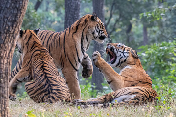 Tigerin mit zwei Jungen