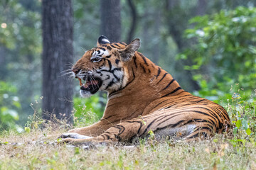 Tigerin ruft ihre Jungen