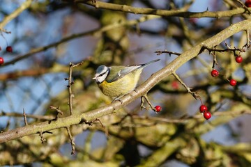 Blue Tit on a branch