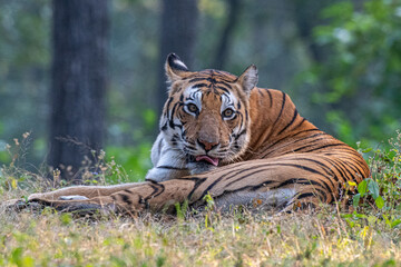 Tigerin leckt ihr Fell