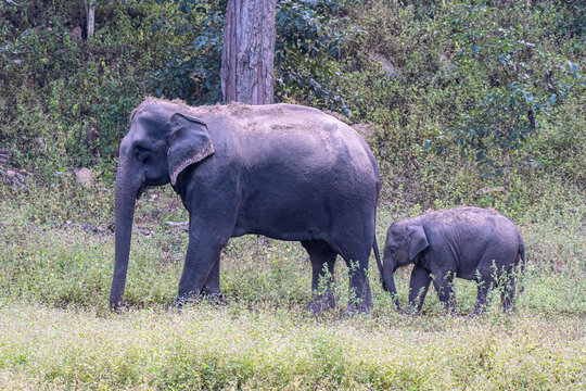 Indische Elefantenmutter mit Baby