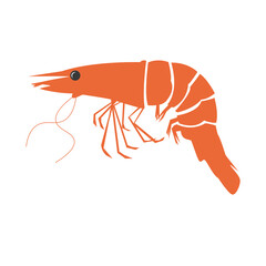 Vector shrimp. Isolated shrimp on white background