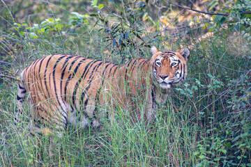 Tigerin im hohen Gras