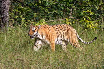 wild lebender Tiger