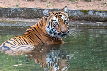 Tigerin spiegelt sich im Wasser