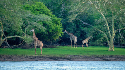 Giraffe - Ndumo Game Reserve © Ragnhild