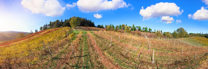 Fototapeta na wymiar Panorama of the vineyards of Serravalle, Italy, clusters of purple grapes contrast against yellow leaves, creating a vibrant mosaic. The scenic backdrop of hills and sky completes the picturesque