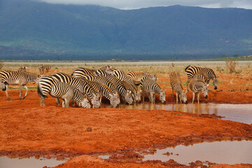 Fototapeta na wymiar Zebra im Nationalpark Tsavo Ost, Tsavo West und Amboseli in Kenia