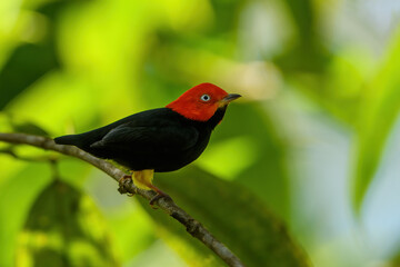 Red-capped manakin is a species of bird in the family Pipridae, Costa Rica