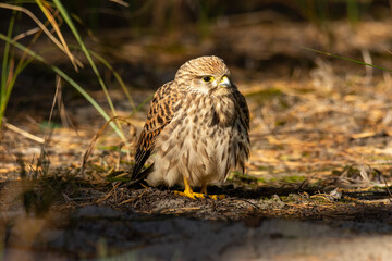 Female of the common kestrel (Falco tinnunculus), a brown falcon, sitting on ground