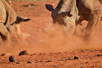 Nashorn  in der Savanne auf Safari in Kenia