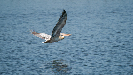 Pink-backed Pelican