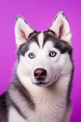 Fototapeta premium A close-up portrait of a husky dog with blue eyes and a purple background