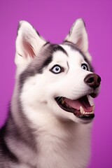 A close-up portrait of a husky dog with blue eyes and a purple background