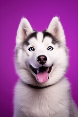 A close-up portrait of a husky dog with blue eyes and a purple background