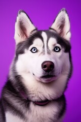 Fototapeta premium A close-up portrait of a husky dog with blue eyes and a purple background
