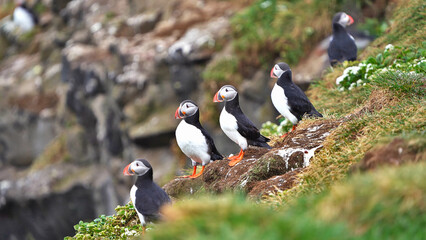 puffins at Sumburgh in the Shetland Isles