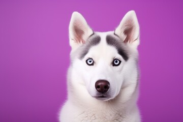 Obraz premium A close-up portrait of a husky dog with blue eyes and a purple background