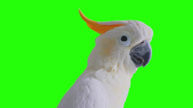 White Citron-crested Cockatoo with orange crest and greenscreen background for composite.