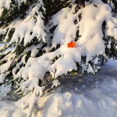 Last leaf on a snow-covered spruce
