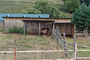 Horses in a paddock on the street