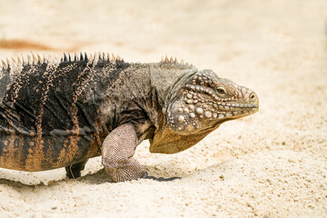 Side portrait of an iguana. Lizard close-up. Iguanidae.	