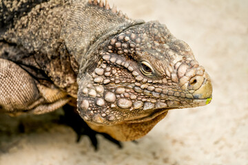 Side portrait of an iguana. Lizard close-up. Iguanidae.	