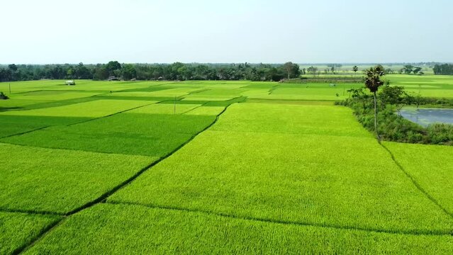 Rice field aerial Shot at east of India. 4K aerial views of rice field at mahalo village rice paddy at west bengal, India. 