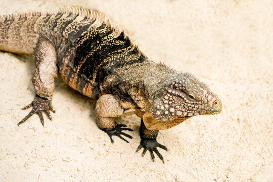 Side portrait of an iguana. Lizard close-up. Iguanidae.	