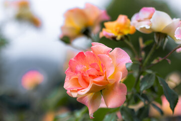 Closeup of a pink rose