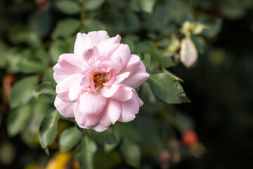 Fototapeta na wymiar Closeup of a pink flower