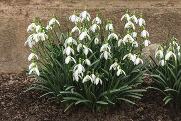 Group of snowdrop flowers
