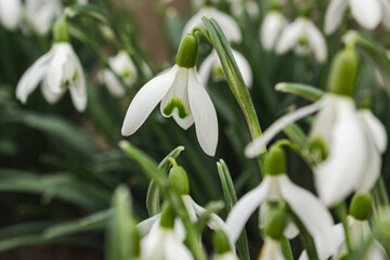 Closeup of a snowdrop flower