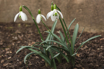 Group of snowdrop flowers