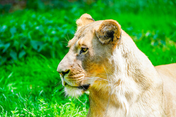 Portrait of a lioness.
Animal in close-up. Panthera leo. Large species of cat.