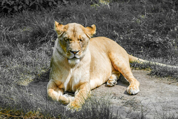 Portrait of a lioness.
Animal in close-up. Panthera leo. Large species of cat.