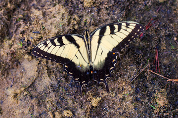 One black and yellow butterfly resting on the ground