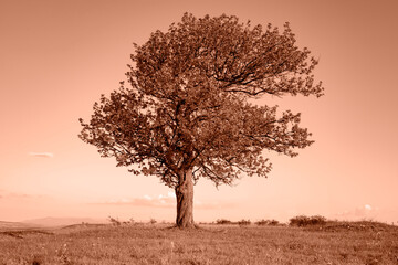 A beautiful lonely tree in the hills. Trendy color of year 2024 - Peach Fuzz.