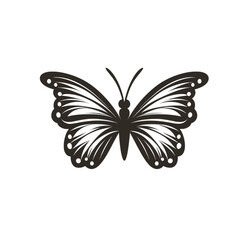 butterfly on white background